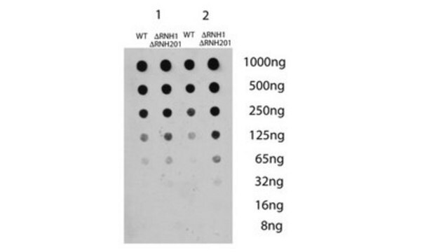 Anticorps anti-hybride&nbsp;ADN-ARN, clone&nbsp;S9.6 clone S9.6, from mouse