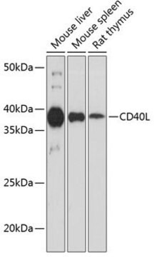 Anti-CD40L antibody produced in rabbit