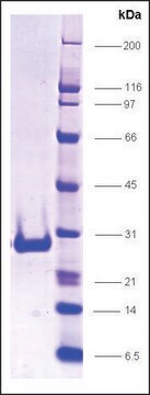 CAR, ligand binding domain (101-348) human recombinant, expressed in E. coli, &#8805;85% (SDS-PAGE)