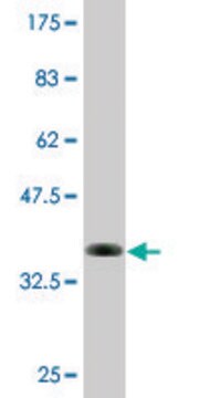 Monoclonal Anti-KLK13, (C-terminal) antibody produced in mouse clone 1G9, purified immunoglobulin, buffered aqueous solution