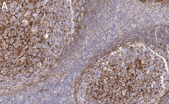 Anti-B7-H3/CD276 Antibody, clone 1D4 ZooMAb&#174; Rabbit Monoclonal recombinant, expressed in HEK 293 cells