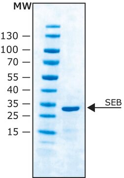 ブドウ球菌エンテロトキシンB Staphylococcus aureus由来