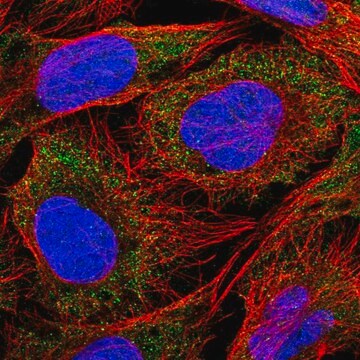 Anti-SLC18B1 antibody produced in rabbit Prestige Antibodies&#174; Powered by Atlas Antibodies, affinity isolated antibody