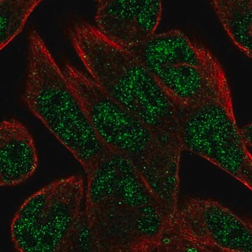 Anti-C16orf72 antibody produced in rabbit Prestige Antibodies&#174; Powered by Atlas Antibodies, affinity isolated antibody