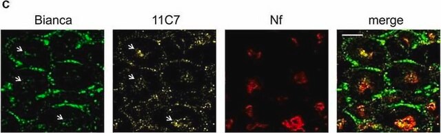 Monoclonal Anti-Neurofilament 200 (Phos. and Non-Phos.) antibody produced in mouse clone N52, ascites fluid