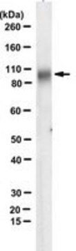 Anti-Alpha Dystroglycan Antibody clone 3D7