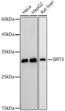 [KO Validated]Anti-SIRT3 Antibody, clone 7O4G7, Rabbit Monoclonal