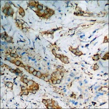 Anti-phospho-Bcr (pTyr177) antibody produced in rabbit affinity isolated antibody