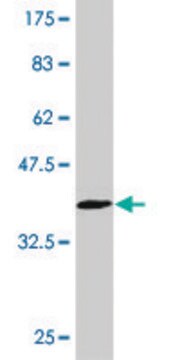 ANTI-EGR1 antibody produced in mouse clone 6A10, purified immunoglobulin, buffered aqueous solution