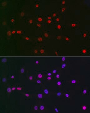 Anti-CTBP2 Antibody, clone 1R1U6, Rabbit Monoclonal