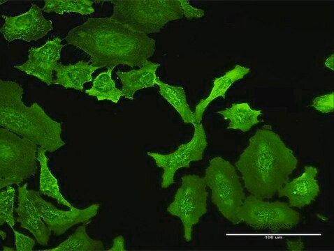 Anti-MPP5 antibody produced in rabbit purified immunoglobulin, buffered aqueous solution