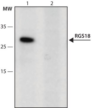 Anti-RGS18 (51-65) antibody produced in rabbit IgG fraction of antiserum