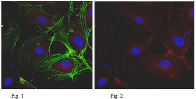 Anticuerpo anti-VE-cadherina (CD144), clon BV9 clone BV9, from mouse