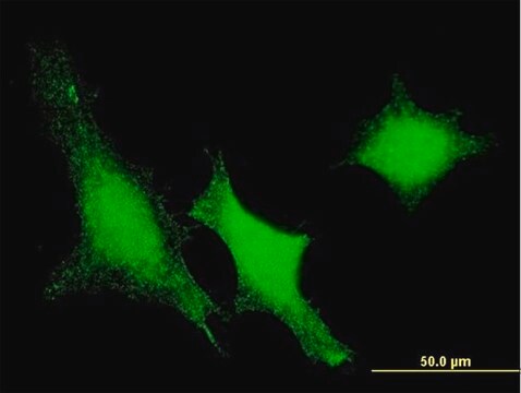 Monoclonal Anti-DUSP3 antibody produced in mouse clone 5B7, purified immunoglobulin, buffered aqueous solution