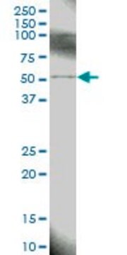 Anti-BIRC4 antibody produced in mouse purified immunoglobulin, buffered aqueous solution