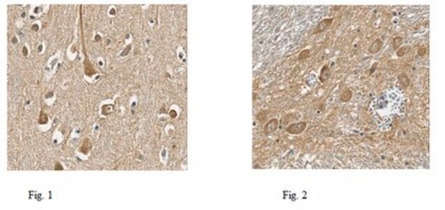 Anti-Fbxl16 Antibody from rabbit, purified by affinity chromatography