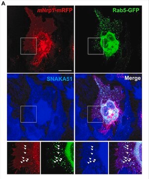 抗インテグリンアルファ5（保存剤フリー）抗体、クローンSNAKA51 clone SNAKA51, from mouse, purified by using protein G