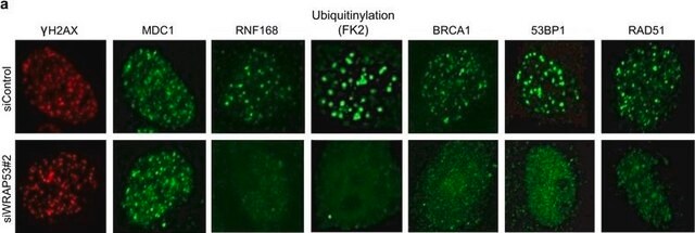 Anticorpo anti-RNF168 from rabbit, purified by affinity chromatography