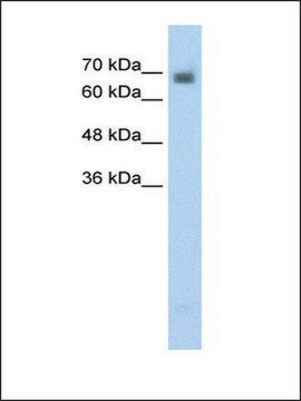 Anti-CRMP1 (AB1) antibody produced in rabbit affinity isolated antibody