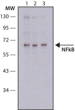 Monoclonal Anti-NF-&#954;B antibody produced in mouse clone NF-12, ascites fluid