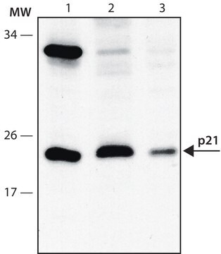 モノクロナール抗p21WAF1/Cip1 マウス宿主抗体 clone CP74, purified from hybridoma cell culture