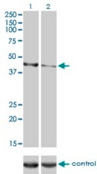 Monoclonal Anti-CALR3 antibody produced in mouse clone 4E3, purified immunoglobulin, buffered aqueous solution