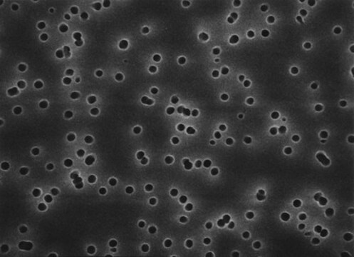 Filtro de membrana de policarbonato, tamanho de poro de 0,8 &#956;m Isopore&#8482;, filter diam. 13&#160;mm, hydrophilic