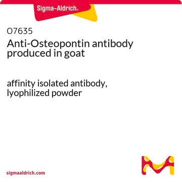 抗オステオポンチン ヤギ宿主抗体 affinity isolated antibody, lyophilized powder