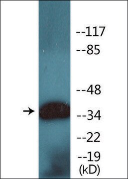 Anti-phospho-EFNB1/2 (pTyr330) antibody produced in rabbit affinity isolated antibody