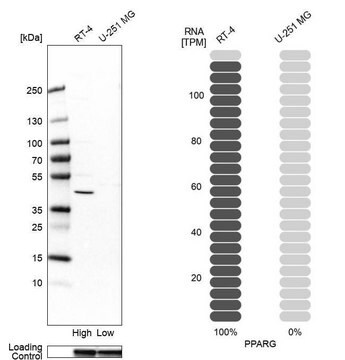 抗-PPARG 兔抗 Prestige Antibodies&#174; Powered by Atlas Antibodies, affinity isolated antibody