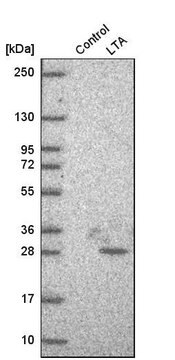 Anti-LTA antibody produced in rabbit Prestige Antibodies&#174; Powered by Atlas Antibodies, affinity isolated antibody, buffered aqueous glycerol solution