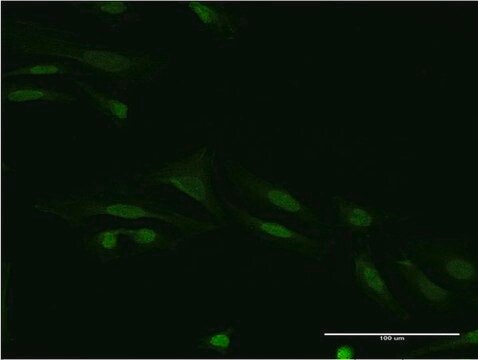 Monoclonal Anti-SMAD9 antibody produced in mouse clone 3H2, purified immunoglobulin, buffered aqueous solution