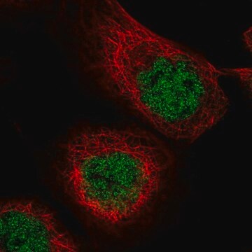 Anti-MASTL antibody produced in rabbit Prestige Antibodies&#174; Powered by Atlas Antibodies, affinity isolated antibody