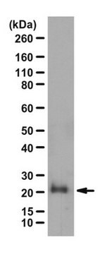 Przeciwciało anty-Rho (-A, -B, -C) from rabbit, purified by affinity chromatography