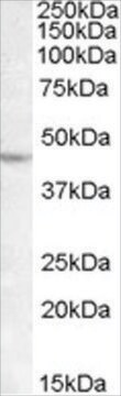 抗LHX2抗体 ヤギ宿主抗体 affinity isolated antibody, buffered aqueous solution