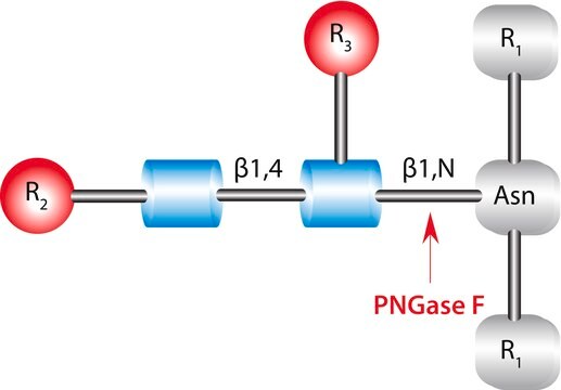 PNGase F BioReagent, &#8805;95% (SDS-PAGE)