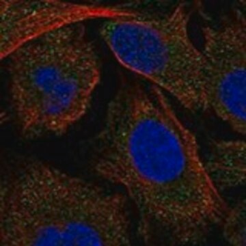 Anti-MAP4K5 antibody produced in rabbit Prestige Antibodies&#174; Powered by Atlas Antibodies, affinity isolated antibody, buffered aqueous glycerol solution