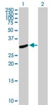 Anti-FRMPD2 antibody produced in mouse purified immunoglobulin, buffered aqueous solution