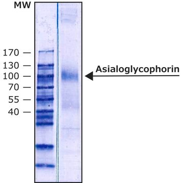 Asialoglycophorin from Human Blood Type MN lyophilized powder