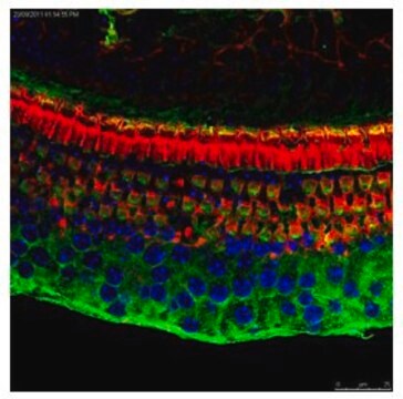 Anti-ATF4, (C-terminal) antibody produced in rabbit affinity isolated antibody