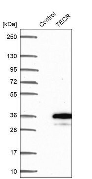 Anty-TECR Prestige Antibodies&#174; Powered by Atlas Antibodies, affinity isolated antibody, buffered aqueous glycerol solution