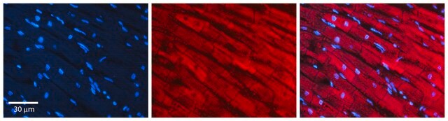 Anti-SREBF2 antibody produced in rabbit affinity isolated antibody