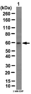 Anti-OSR1 Antibody from rabbit, purified by affinity chromatography