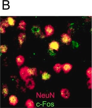 Anti-NeuN Antibody, clone A60, biotin conjugated clone A60, Chemicon&#174;, from mouse