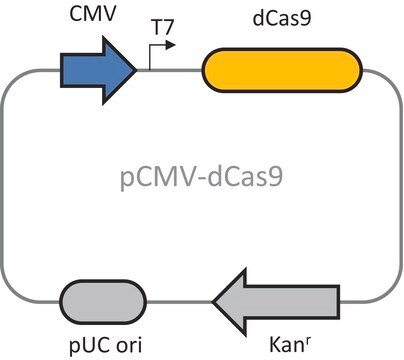 Dead Cas9 plasmid