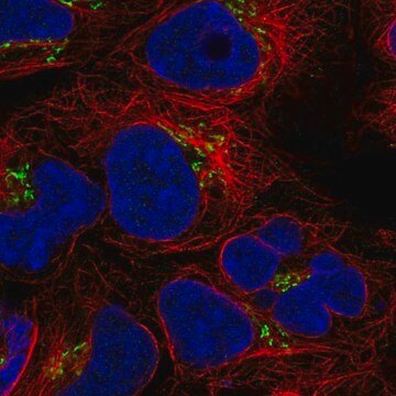 Anti-BLOC1S3 antibody produced in rabbit Prestige Antibodies&#174; Powered by Atlas Antibodies, affinity isolated antibody