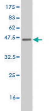 Monoclonal Anti-ETV5 antibody produced in mouse clone 3B10, purified immunoglobulin, buffered aqueous solution