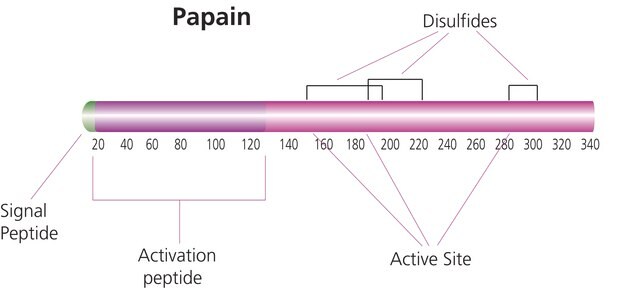 Papain from papaya latex lyophilized powder, aseptically filled