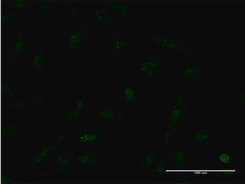 Monoclonal Anti-TTF2 antibody produced in mouse clone 1E8, purified immunoglobulin, buffered aqueous solution