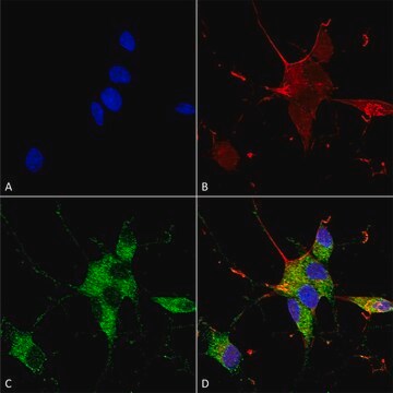 Monoclonal Anti-Nrcam - Hrp antibody produced in mouse clone S364-51, purified immunoglobulin